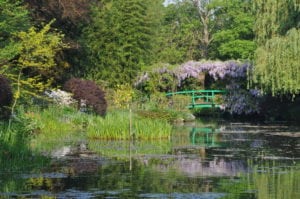 Japanese Bridge-Wisteria 