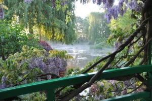 On Monet's Bridge With Wisteria