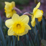 Daffodils