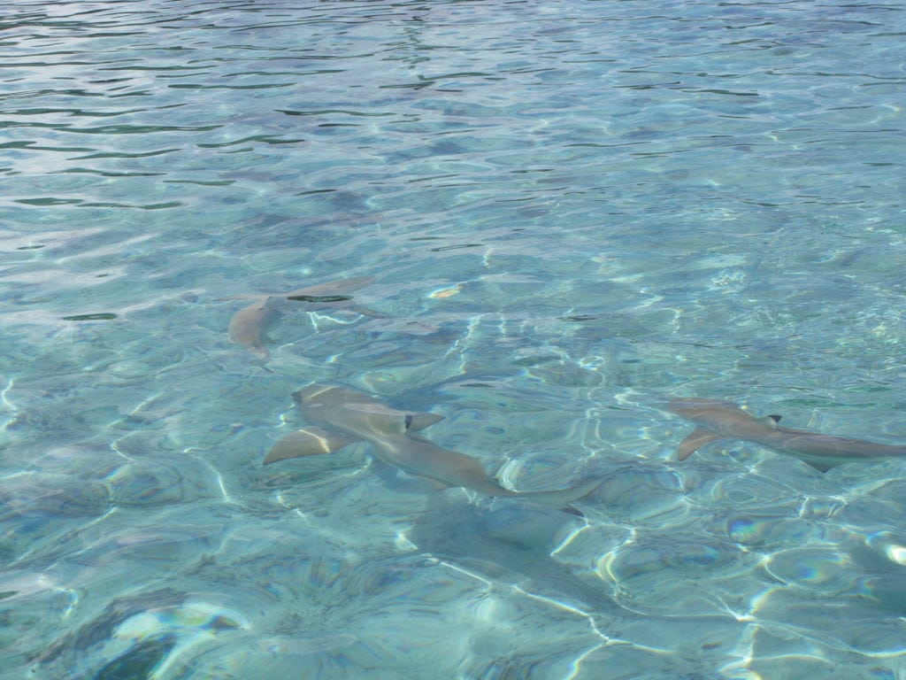 Sting Rays and Sharks